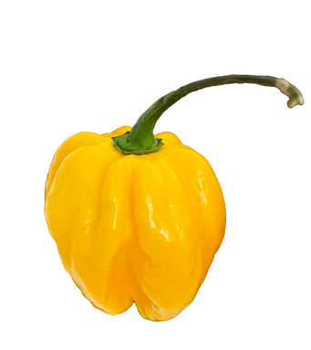 files/habanero.png